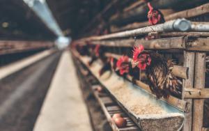  Тюменские ученые предложили превращать куриный помет в биотопливо